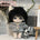 【Auf Lager】10 cm Puppe, Farbe Nr. 7, Schneeleopardenohren + -schwanz