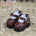 【INSTOCK】Brown Shoes