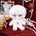 【PRESALE】【SKELETON】20CM Mysterious Darling  Doll Only-No Clothes