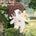 【Ausverkauft】【SKELETT】20 cm Puppe (ohne Kleidung)